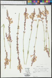 Physostegia pulchella image