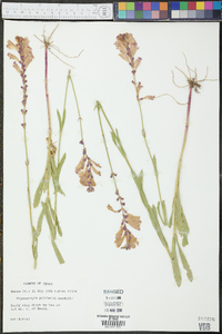 Physostegia pulchella image