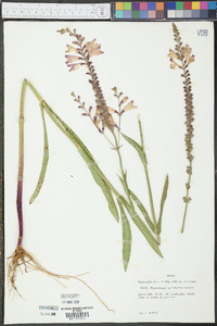 Physostegia pulchella image