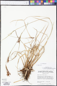 Rhynchospora elliottii image