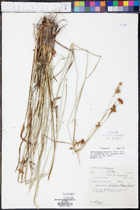 Rhynchospora compressa image