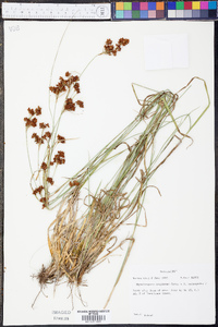 Rhynchospora compressa image