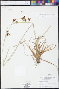 Rhynchospora compressa image