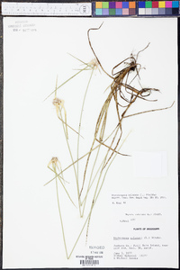 Rhynchospora colorata image