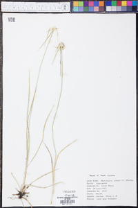 Rhynchospora colorata image