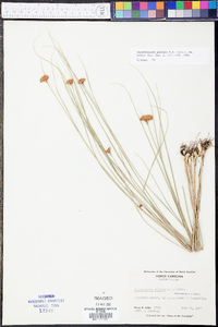 Rhynchospora pallida image