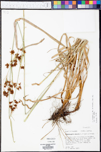 Rhynchospora odorata image