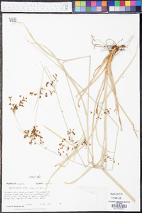 Rhynchospora mixta image