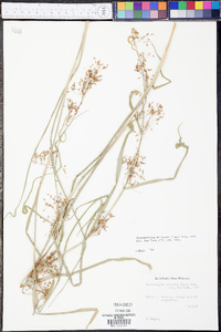 Rhynchospora miliacea image
