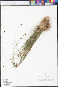 Rhynchospora debilis image