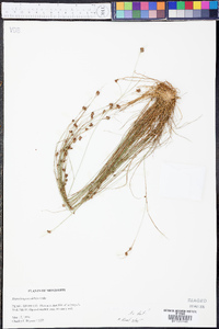 Rhynchospora debilis image