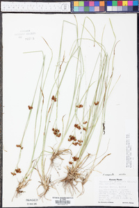 Rhynchospora recognita image