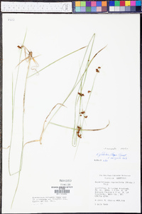 Rhynchospora recognita image