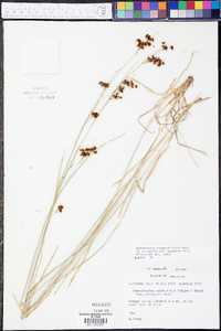 Rhynchospora recognita image