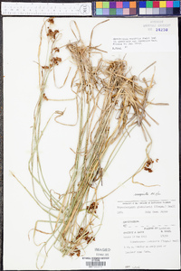 Rhynchospora recognita image