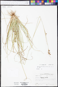 Rhynchospora recognita image