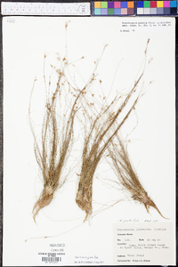 Rhynchospora pusilla image