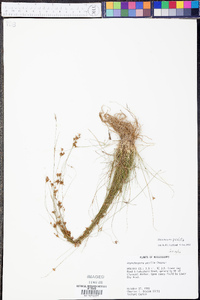 Rhynchospora intermixta image