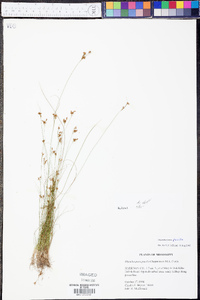 Rhynchospora pusilla image