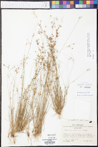 Rhynchospora pusilla image