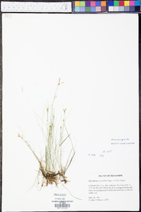 Rhynchospora pusilla image