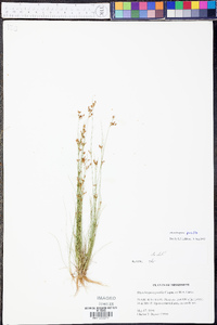 Rhynchospora pusilla image