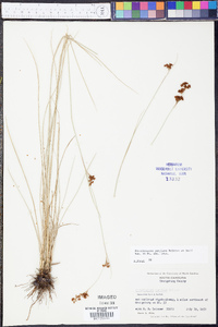 Rhynchospora perplexa image