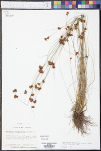 Rhynchospora chalarocephala image