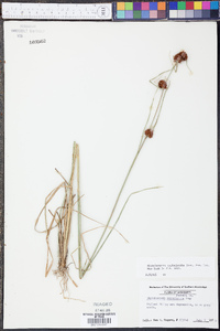 Rhynchospora cephalantha image