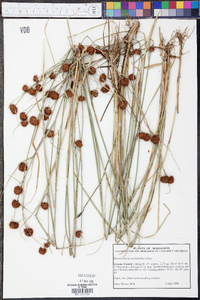 Rhynchospora cephalantha image