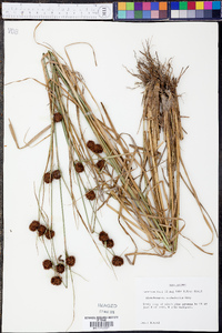 Rhynchospora cephalantha image