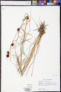 Rhynchospora cephalantha image