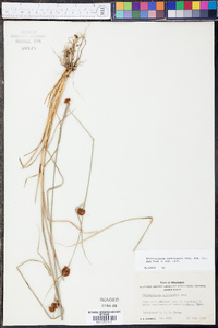 Rhynchospora cephalantha image