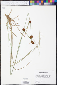 Rhynchospora cephalantha image