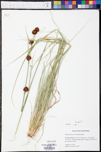 Rhynchospora cephalantha image