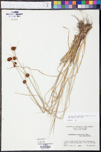 Rhynchospora cephalantha image