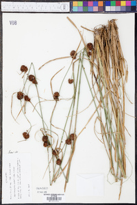 Rhynchospora cephalantha image