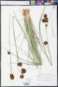 Rhynchospora cephalantha image