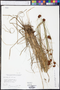 Rhynchospora cephalantha image