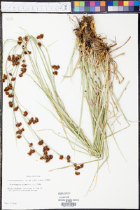 Rhynchospora glomerata image