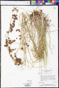 Rhynchospora glomerata image