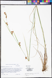 Rhynchospora glomerata image