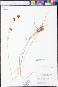 Rhynchospora glomerata image