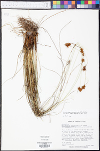 Rhynchospora pineticola image
