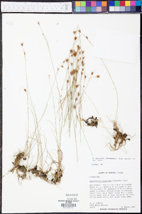 Rhynchospora pleiantha image