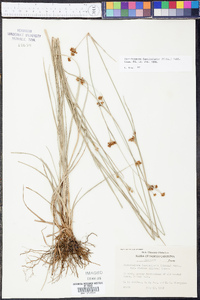 Rhynchospora fascicularis image