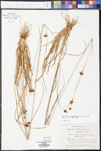 Rhynchospora fascicularis image