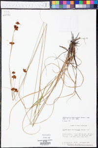 Rhynchospora fascicularis image