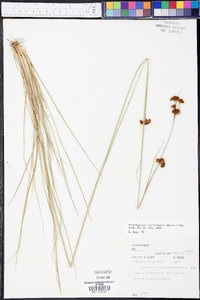 Rhynchospora fascicularis image