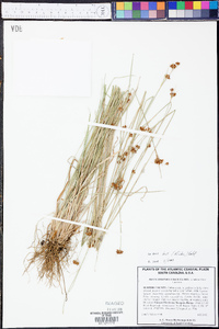 Rhynchospora fascicularis image